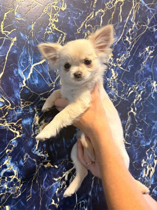 Chihuahua długowłosa , prześliczna dziewczynka ZKwP