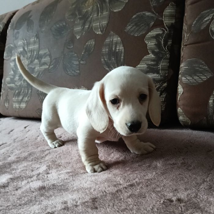 Jamnik miniaturowy krótkowłosy piesek