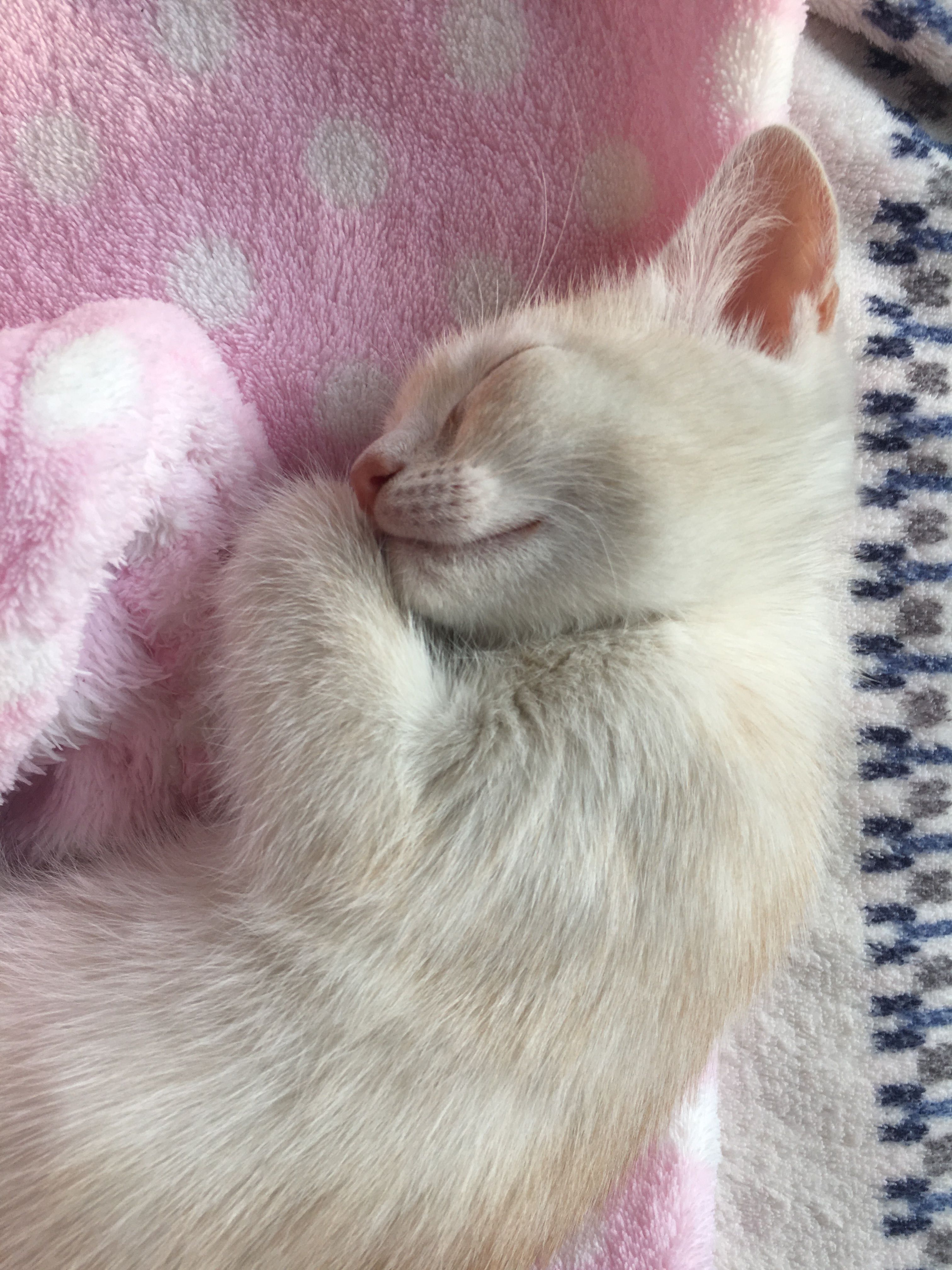 Золотий котик - хлопчик