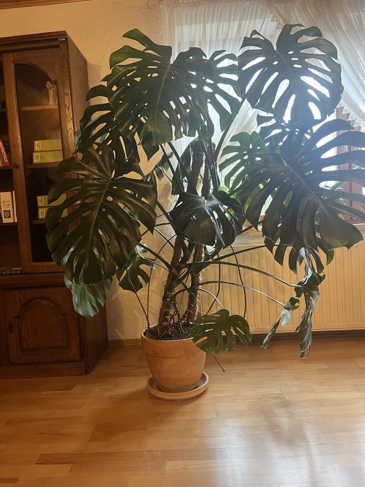 Kwiat monstera deliciosa ok.150cm