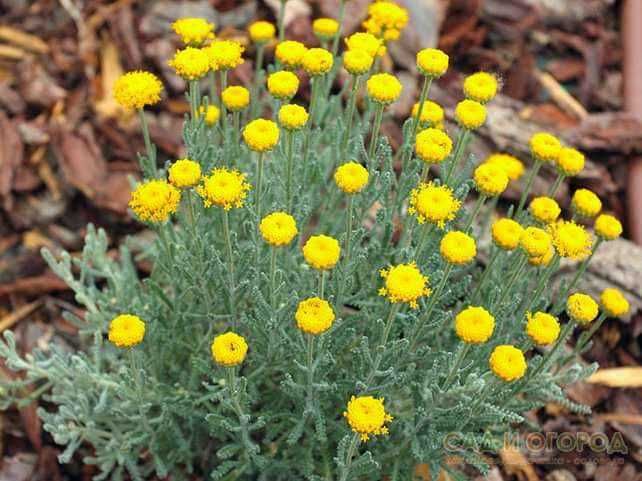 Сантоліна кіпарисовидна срібляста та зелена
