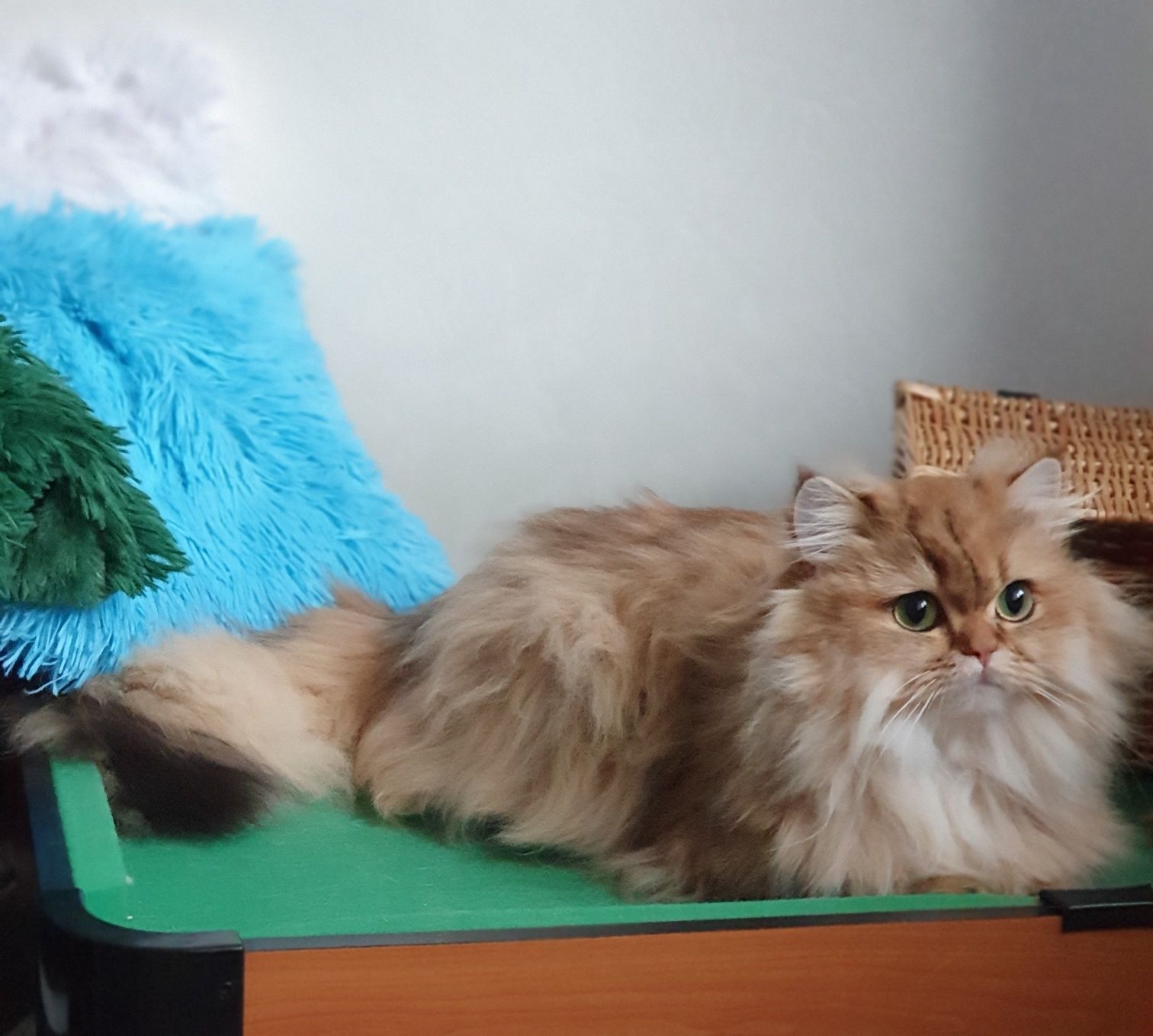 Золотая британская длинношерстная кошечка котята