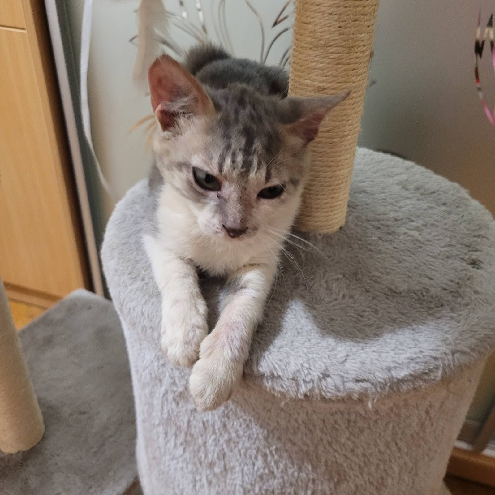 Кошеня кошенятко 2 міс.