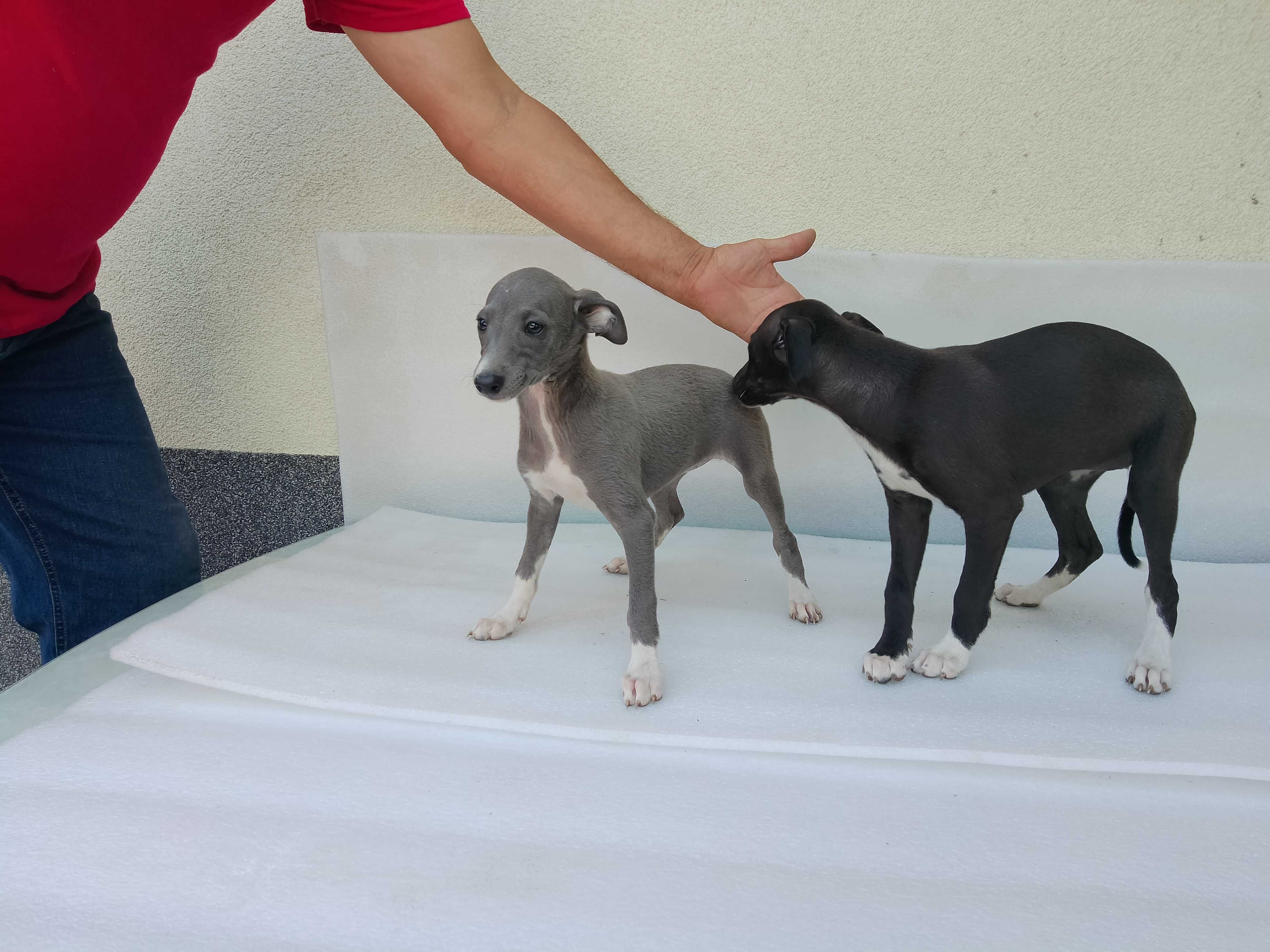 Chart Angielski Whippet Suczka