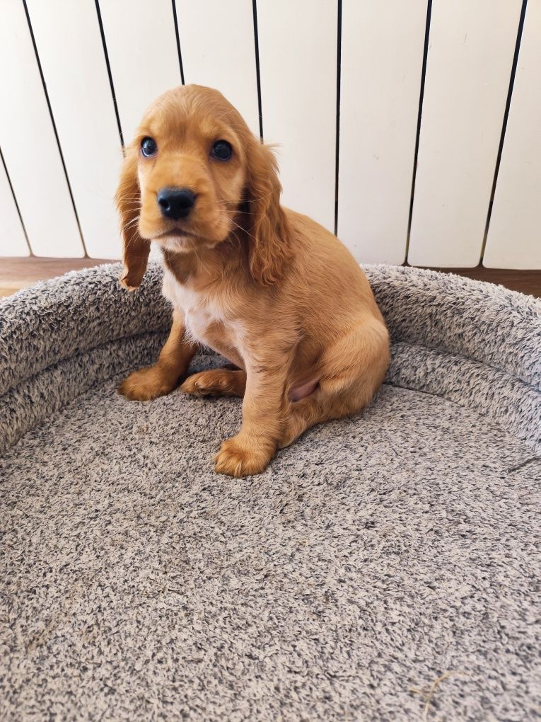 Suczka Cocker spaniel