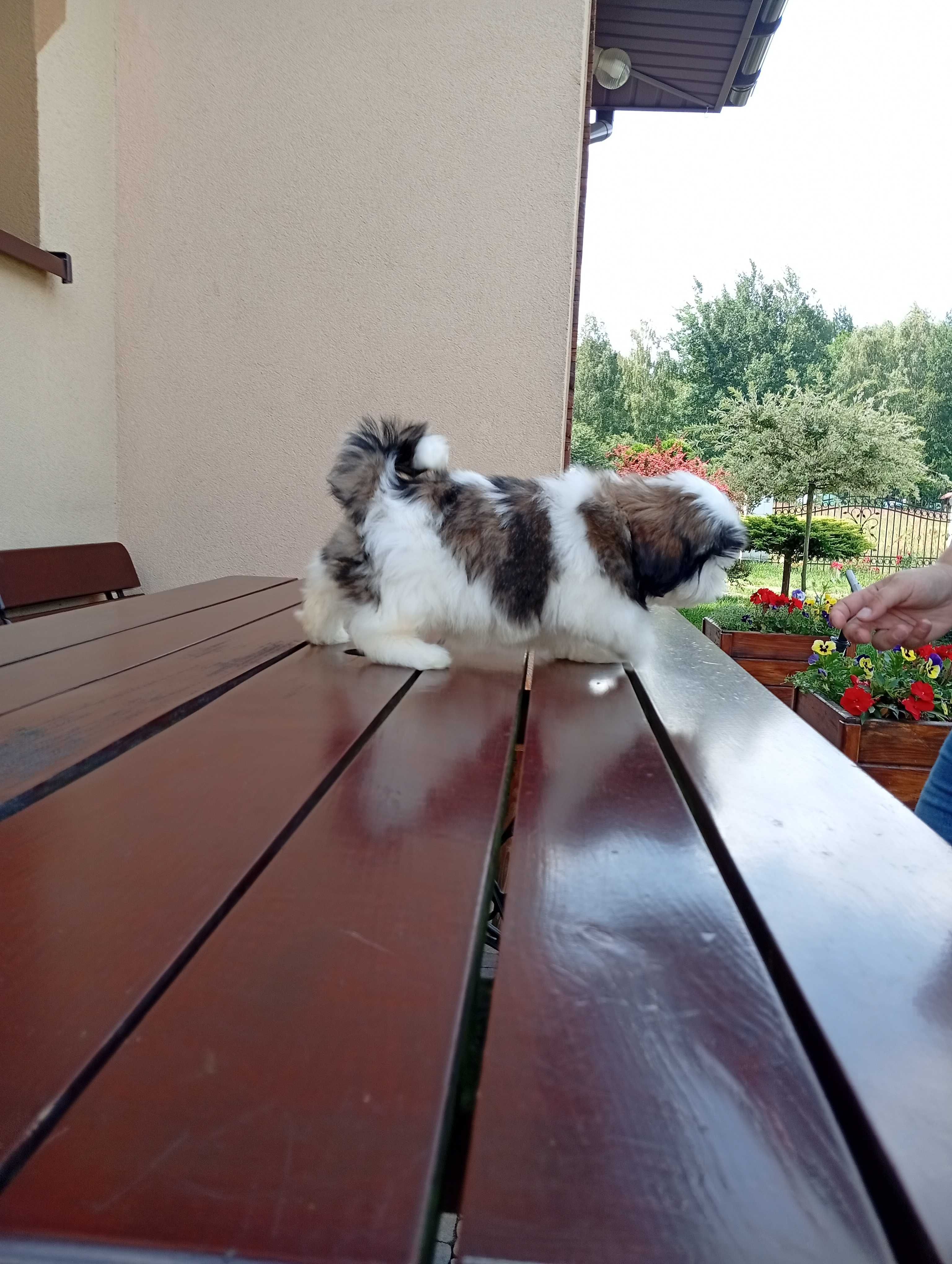 Shih-tzu suczka tricolor