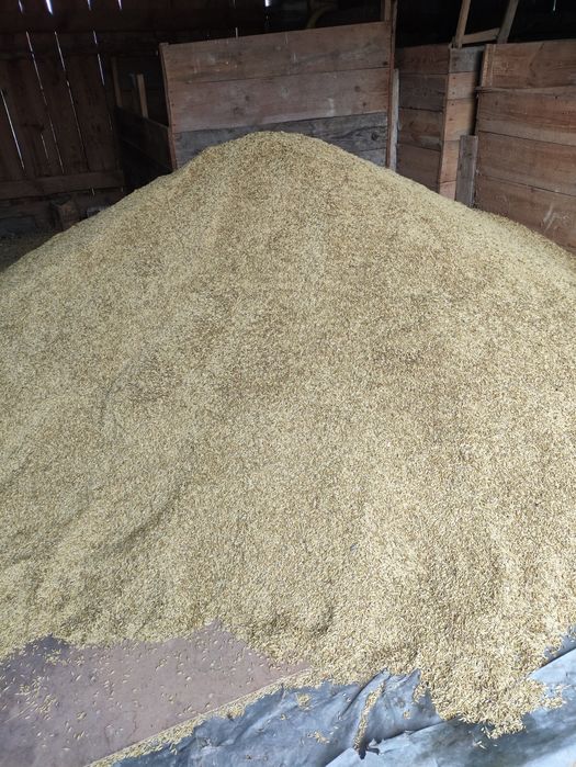 Sprzedam owies zboże