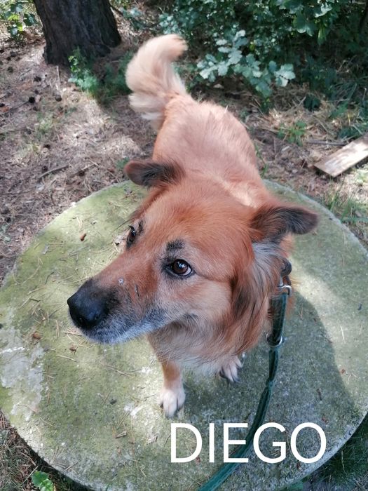 DIEGO duży pies szuka domu