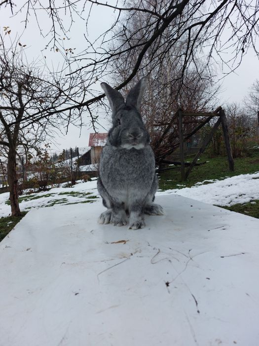 Sprzedam samiczki belga olbrzyma