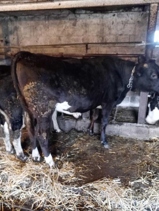 jałowice cielne mleczne