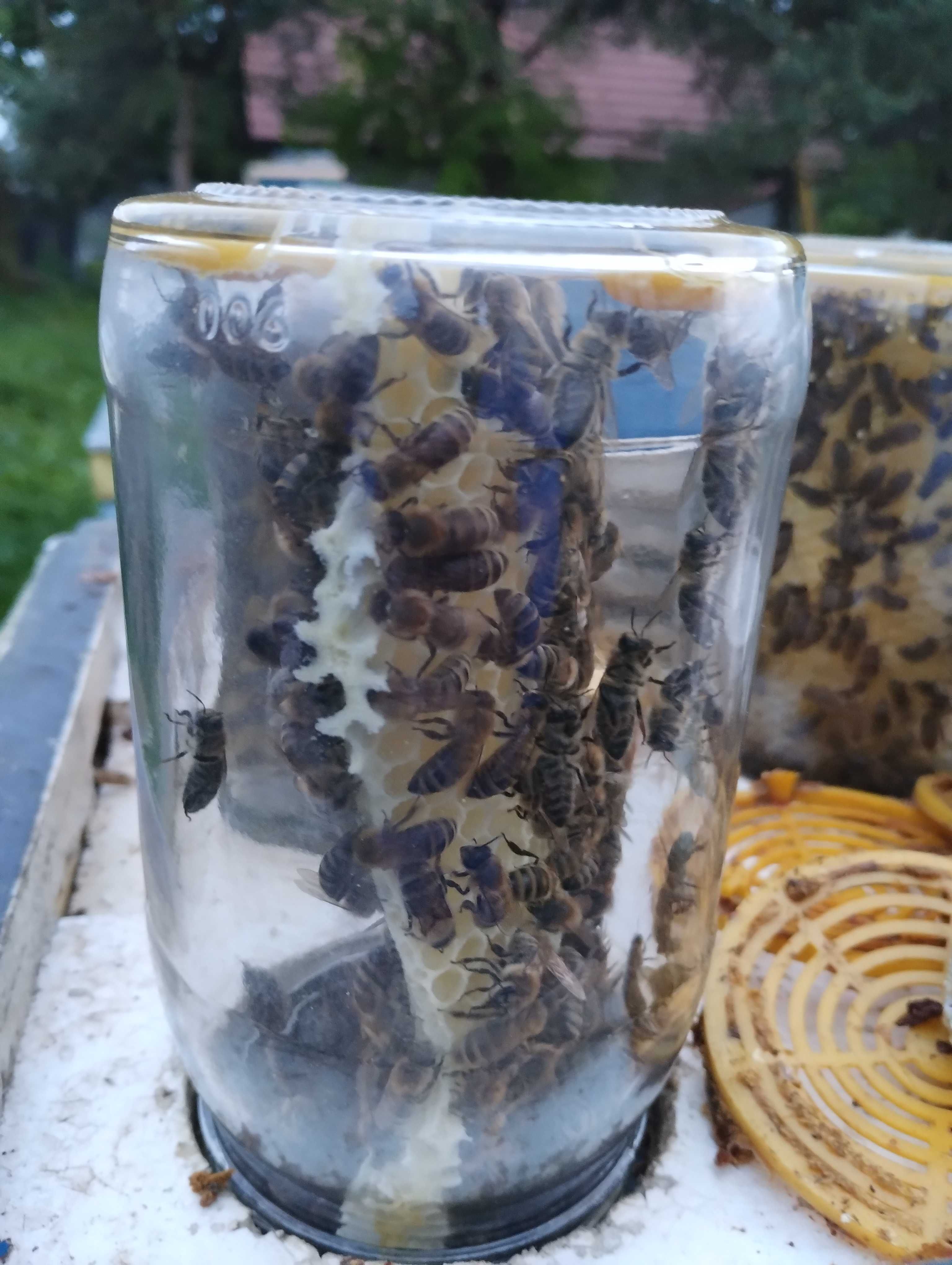 Pyłek pszczeli naturalny tego roczny