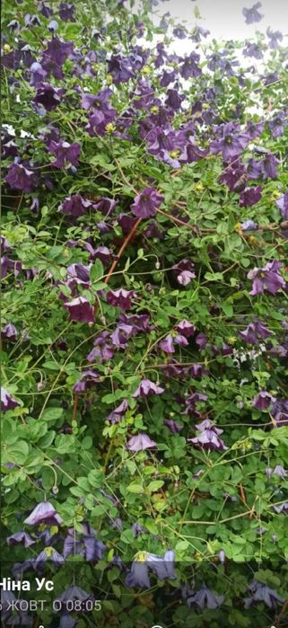 Клематис лавандово синій