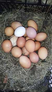 Домашние свежие с доставкой куриные яйца