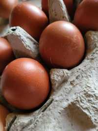 Jaja lęgowe kur Marans