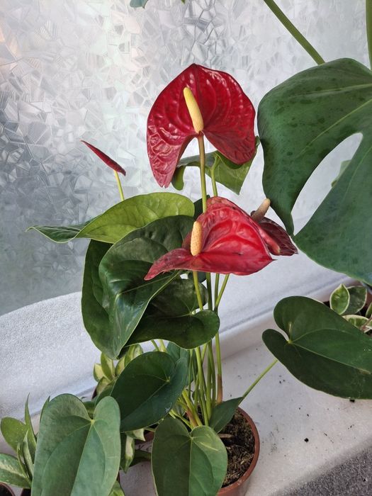 Орхидеи, Стефанотис, Хоя, АнтуриумКомнатные цветы