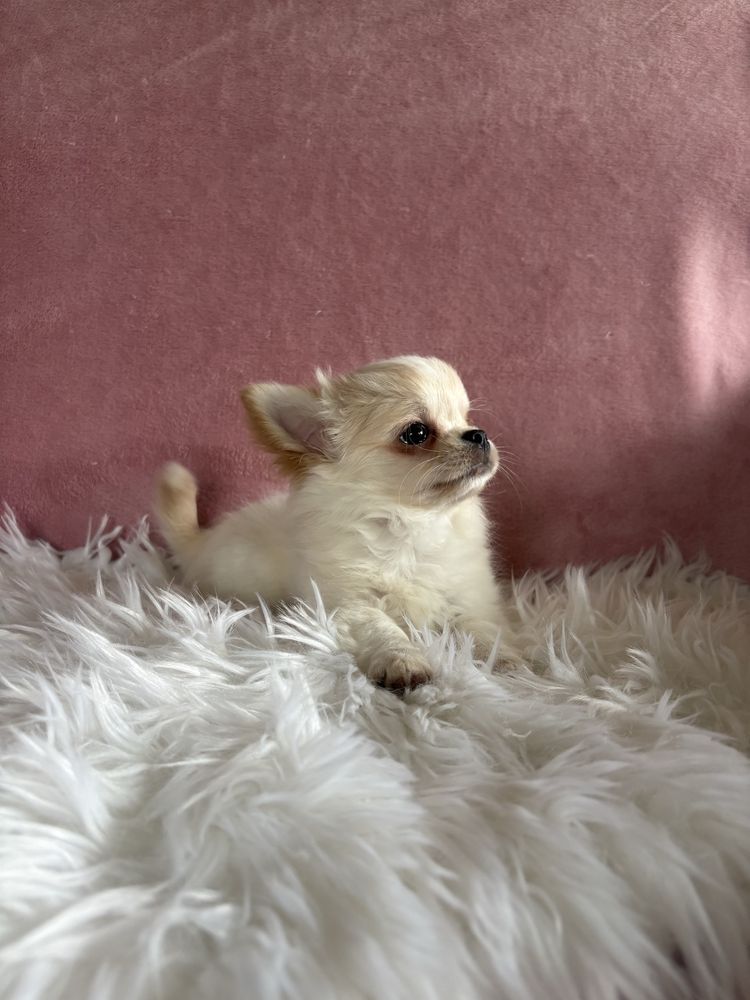 Przepięny mini piesek Jerry już do odbioru !