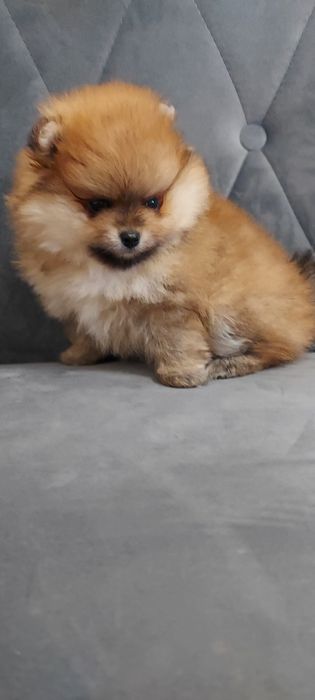 Piękna suczka Pomeranian