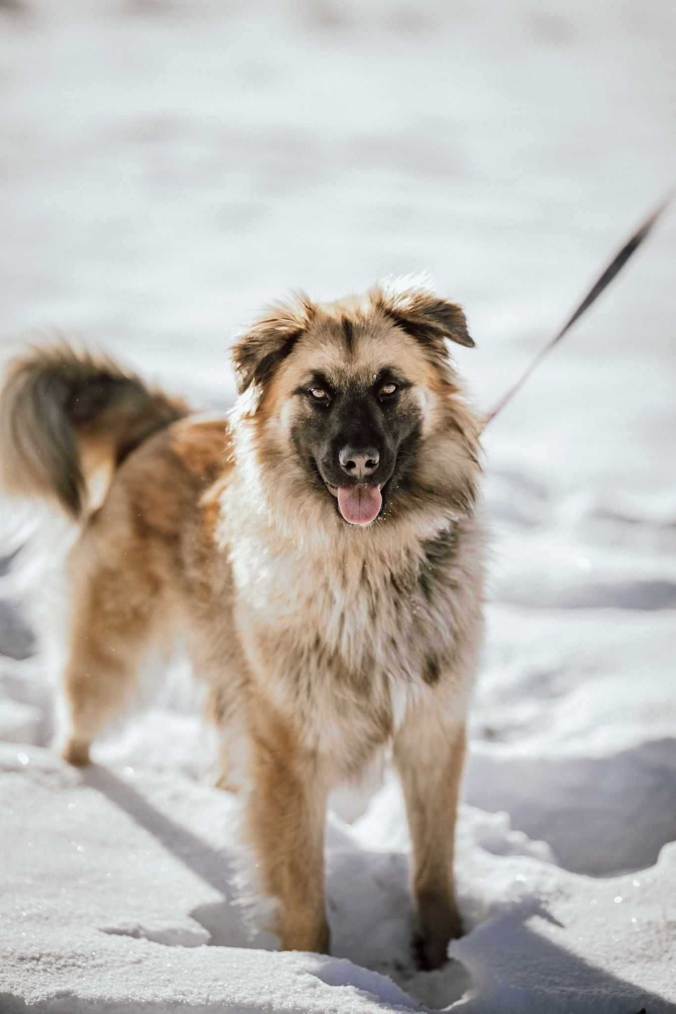 Kochany psiak poleca się do adopcji