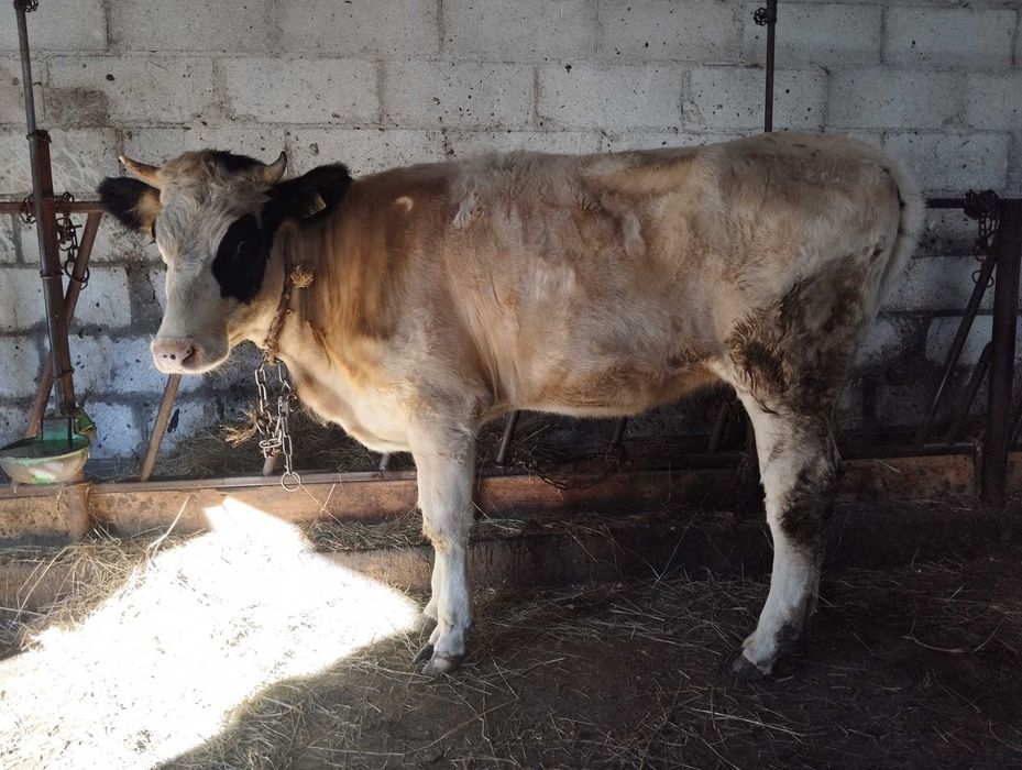 Jałówka do zacielenia i byk