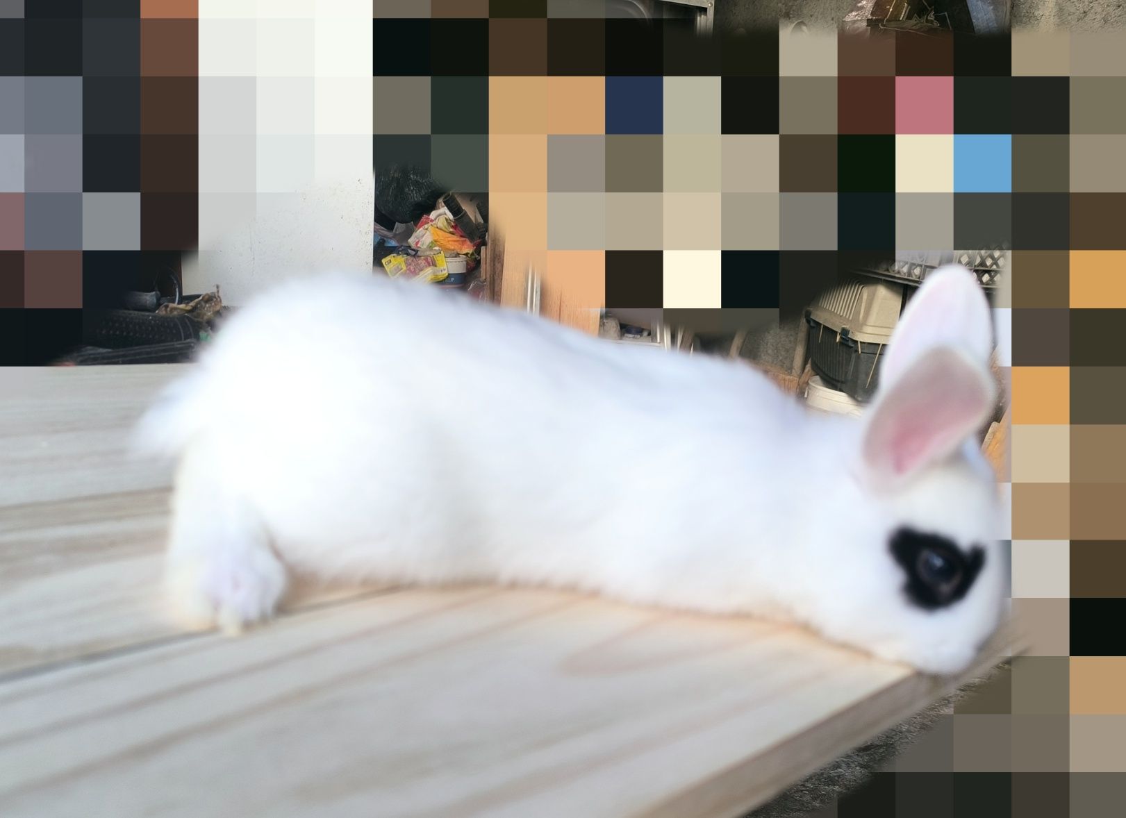 Coelhos anões brancos