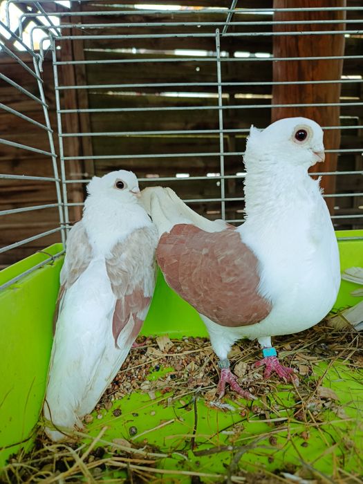 Gołębie ozdobne golab mewka mewki