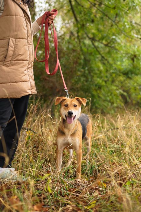 Собака шукає сімʼю в добрі руки