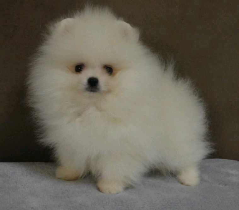 Померанксий шпиц. Мальчик. Мини формат. В белоснежном окрасе.