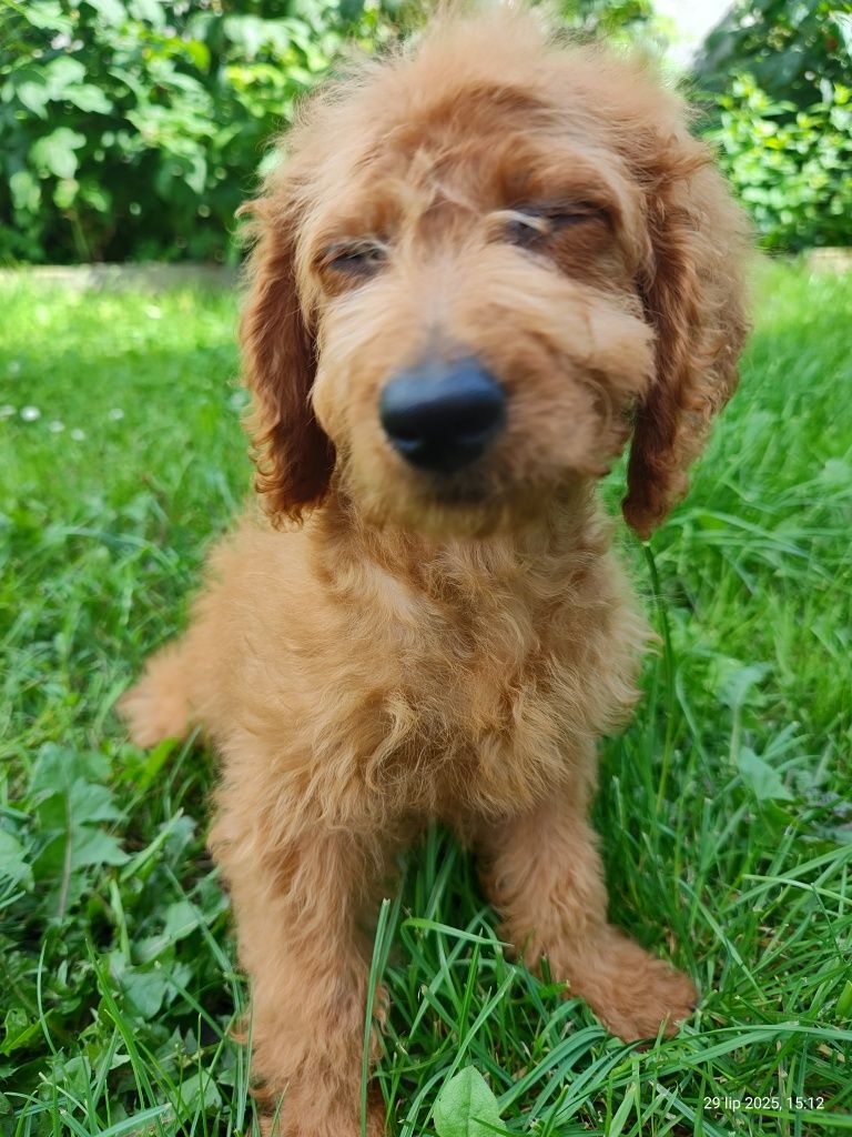 Mini Goldendoodle F1b gotowy do odbioru, badania genetyczne