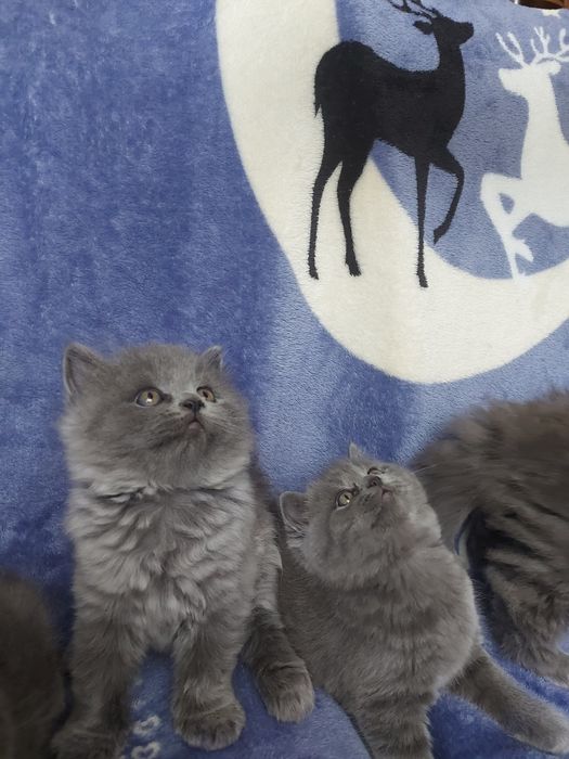 Шотландські кошенята