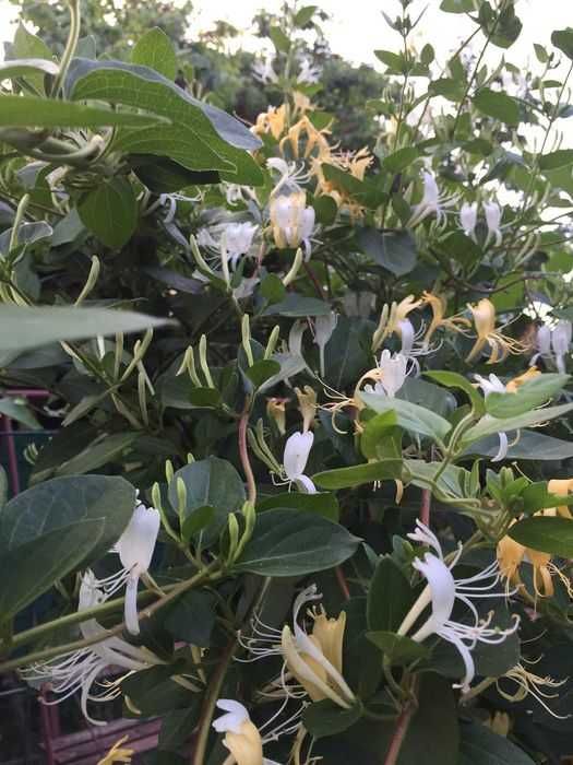 Wiciokrzew japoński zimozielony sadzonki pnącze kwiaty 80cm 2 szt!