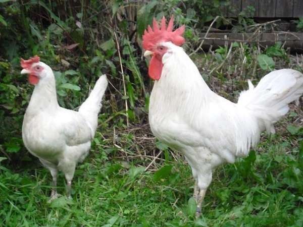 Инкубационное яйцо Ломан Вайт импортной селекции