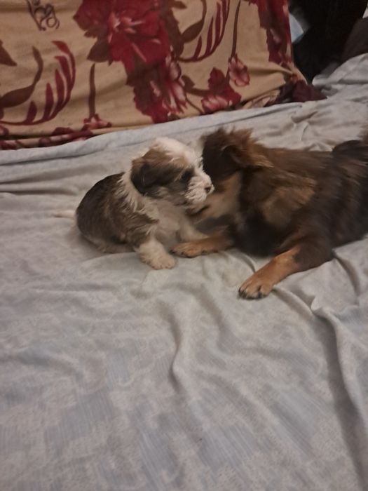 Продаю щенка біберйорка