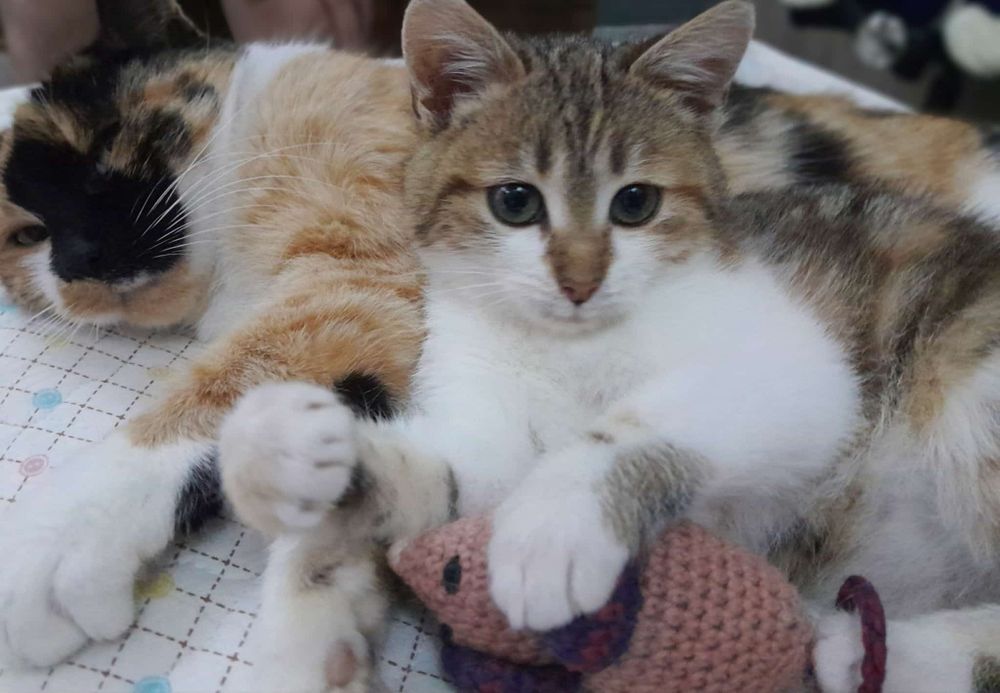 Кошеня. Кіт. Киця