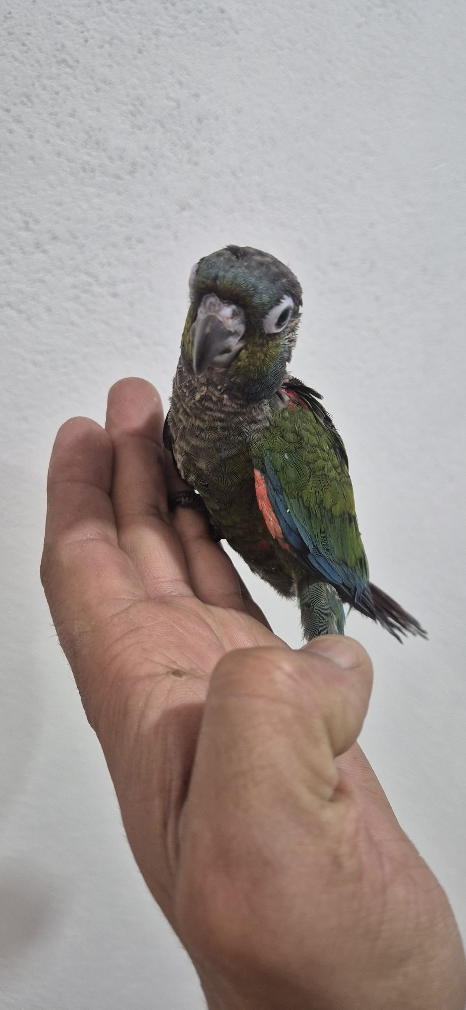 Pyrrhuras criadas a mão