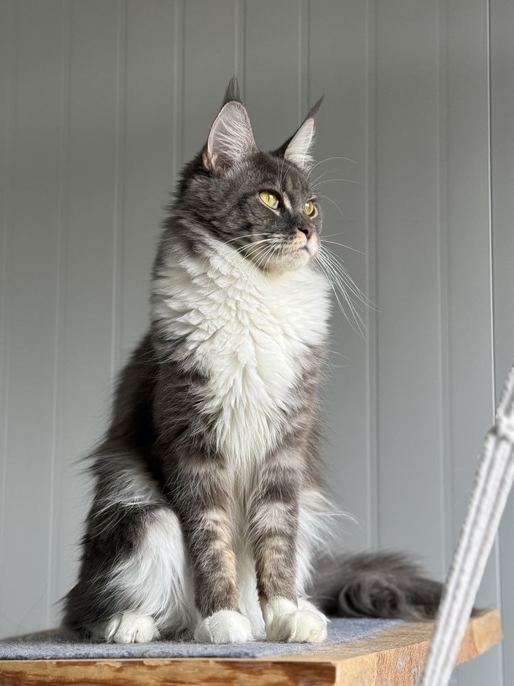 Maine coon kotka niebieski dymny szylkret z bielą FPL opcja hodowlana