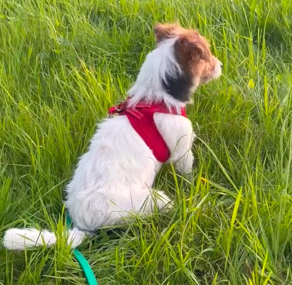 Jack Russell Terrier ZkwP FCI.
