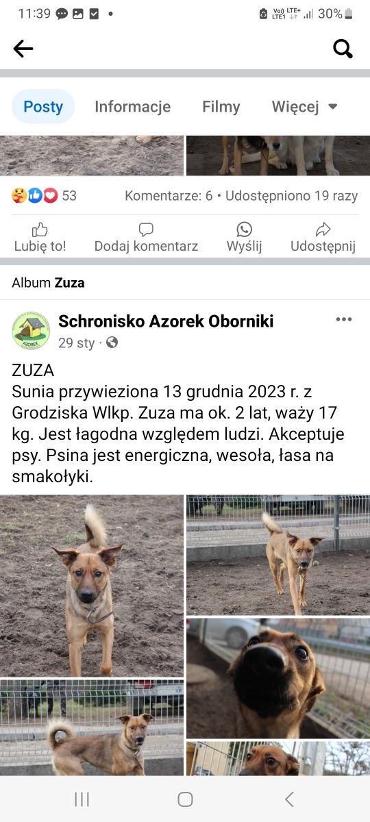 Kanapowa ale aktywna - Zuza. Jej kolega z pokoiku znalazł domek. Zosta