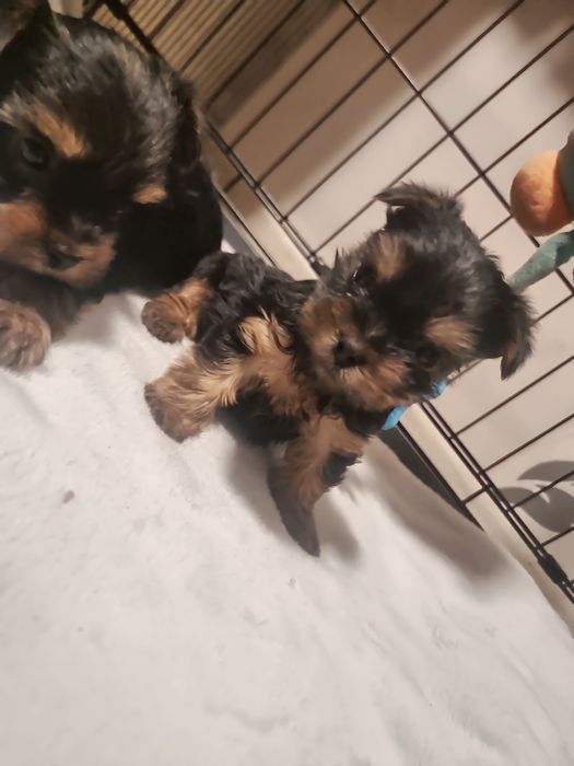 ZAREZERWOWANE Yorkshire Terrier szczeniaczki
