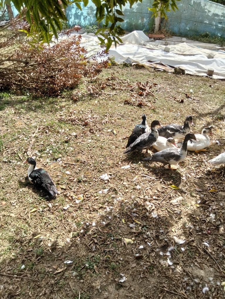 Vendo patos mudos apartir de 6€