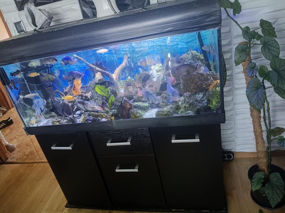 Akwarium 360 l z rybkami