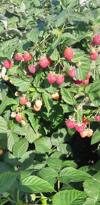 Sadzonki malin Gigant bezkolcowa,mapea,enro inne wczesne i późne
