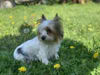 Yorkshire terrier biewer