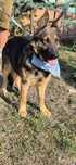 Owczarek - marzenie do adopcji