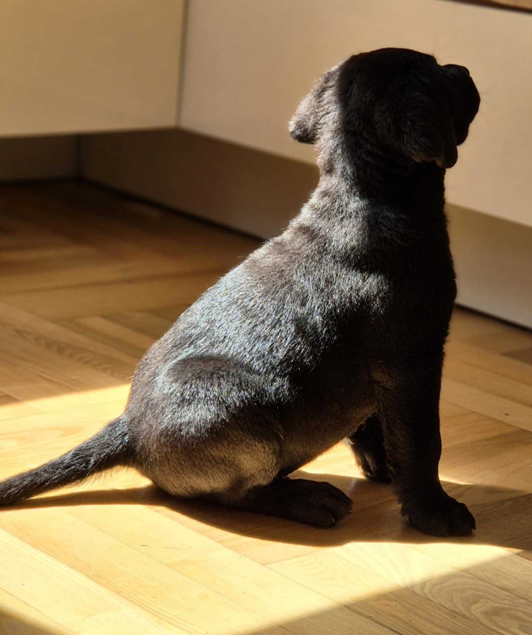 Labrador retriever czarny piesek lekkiej budowy I'm Legend ZKwP FCI