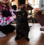 KRZYWY - magiczny czarny kot do adopcji