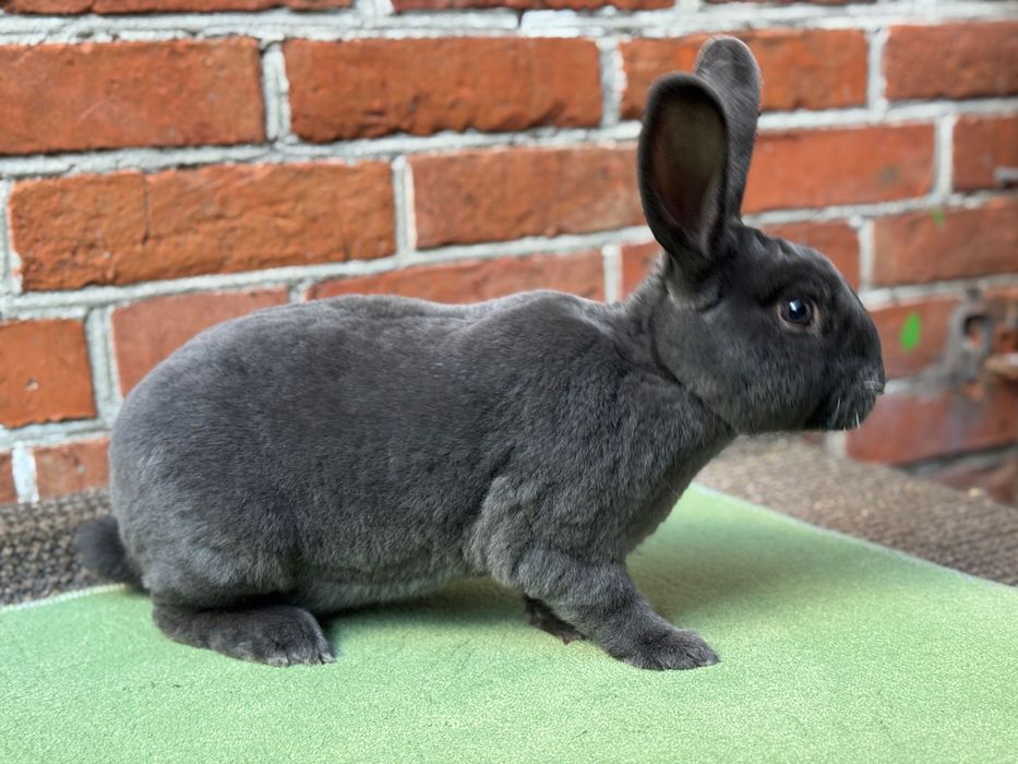 Reks niebieski samczyk z rodowodem