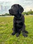 Labrador retriever- czarny piesek rodowodowy ZKwP (FCI) po championach