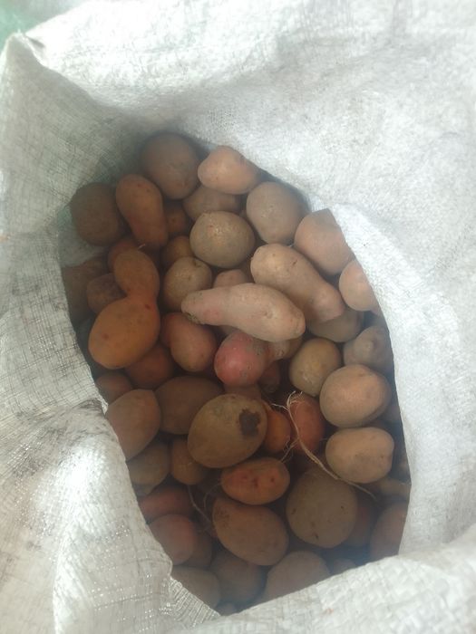 Продається дрібна картопля для годівлі тварин