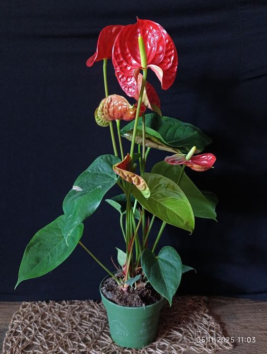 Антуріум,,Madural,,