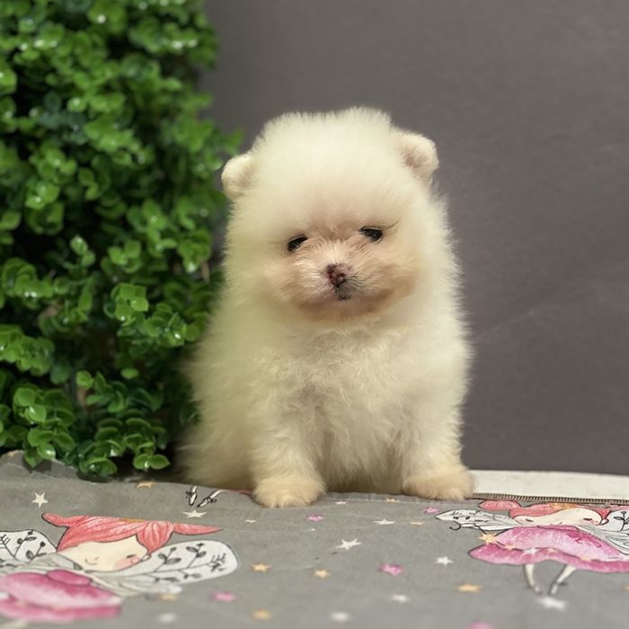 шикарний Хлопчик Міні